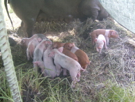sow with litter