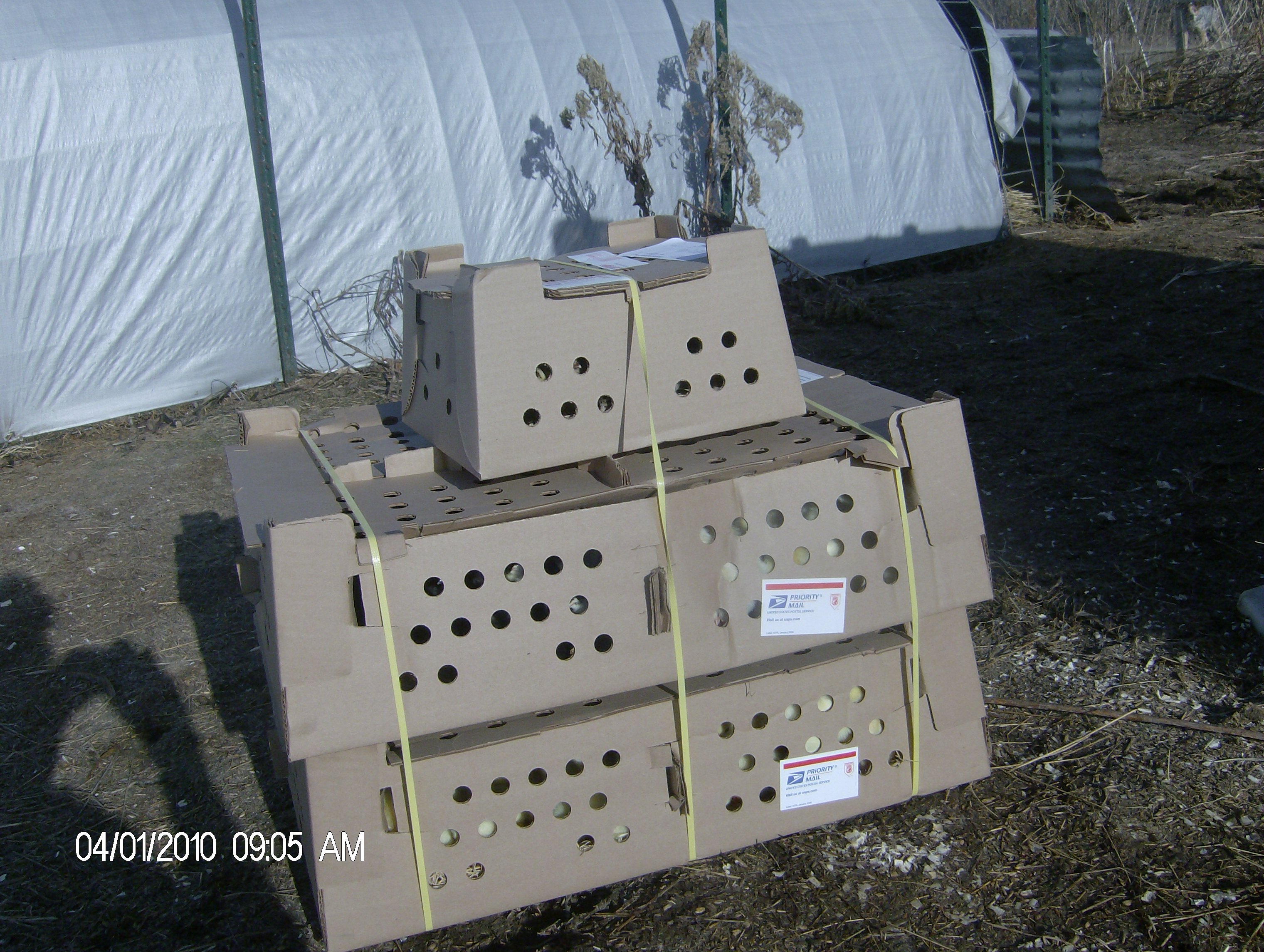 boxes of day-old chicks