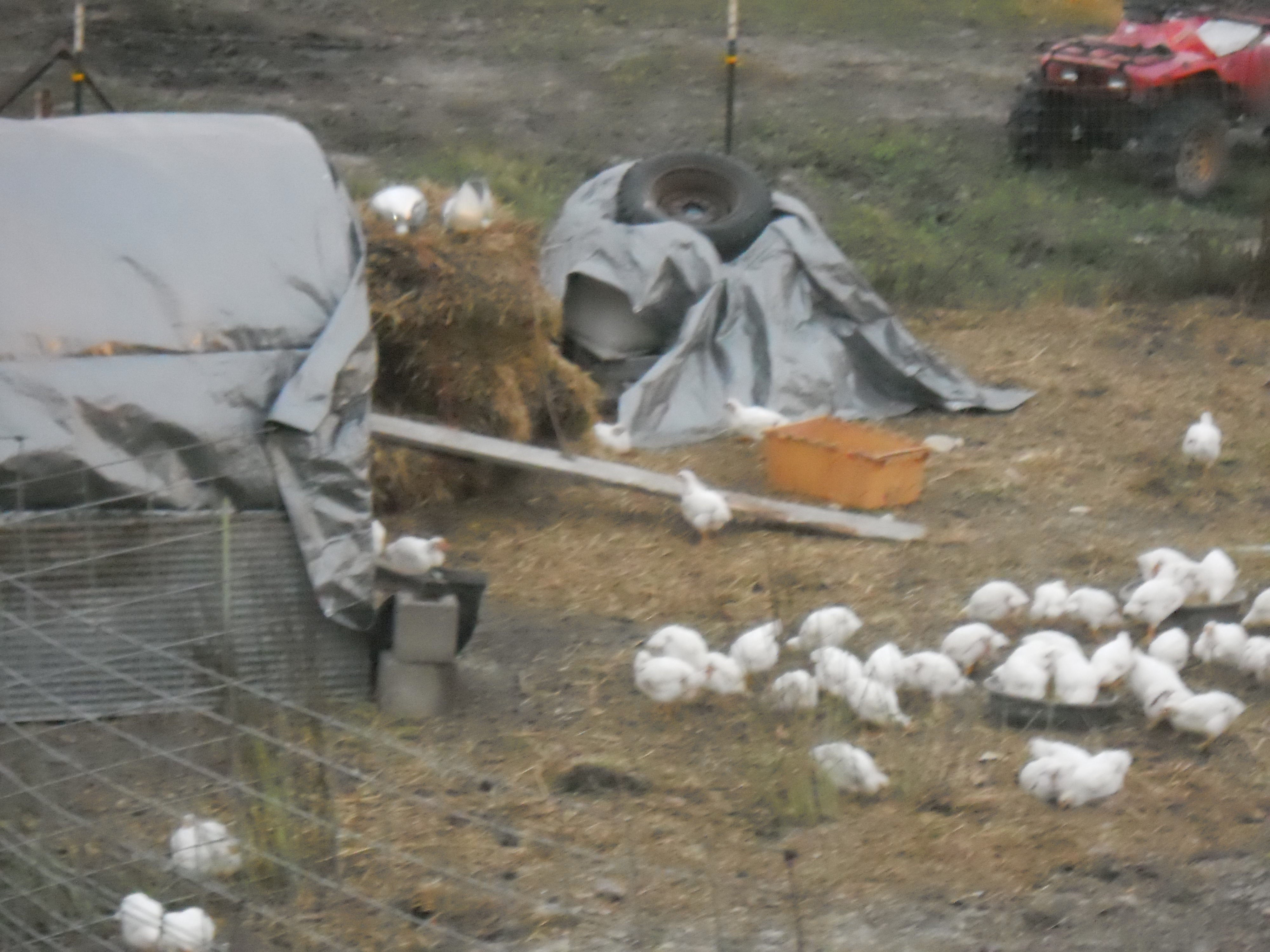 larger chickens outside