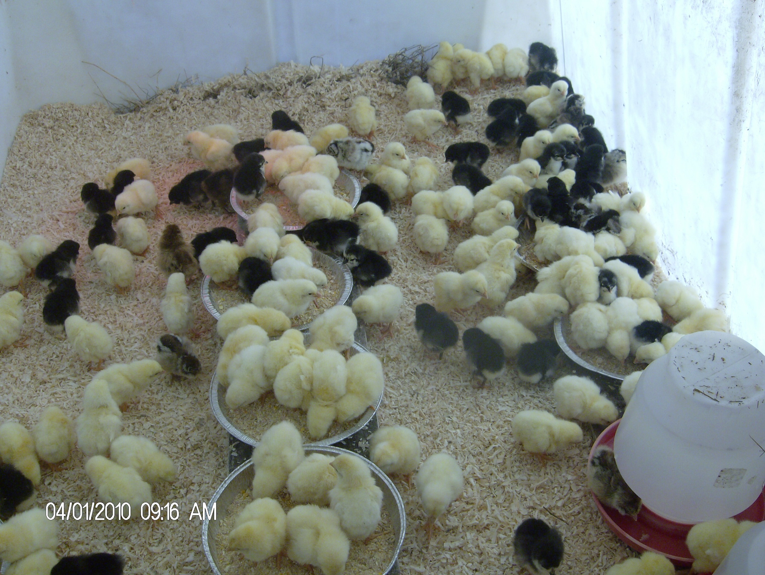chicks in brooder