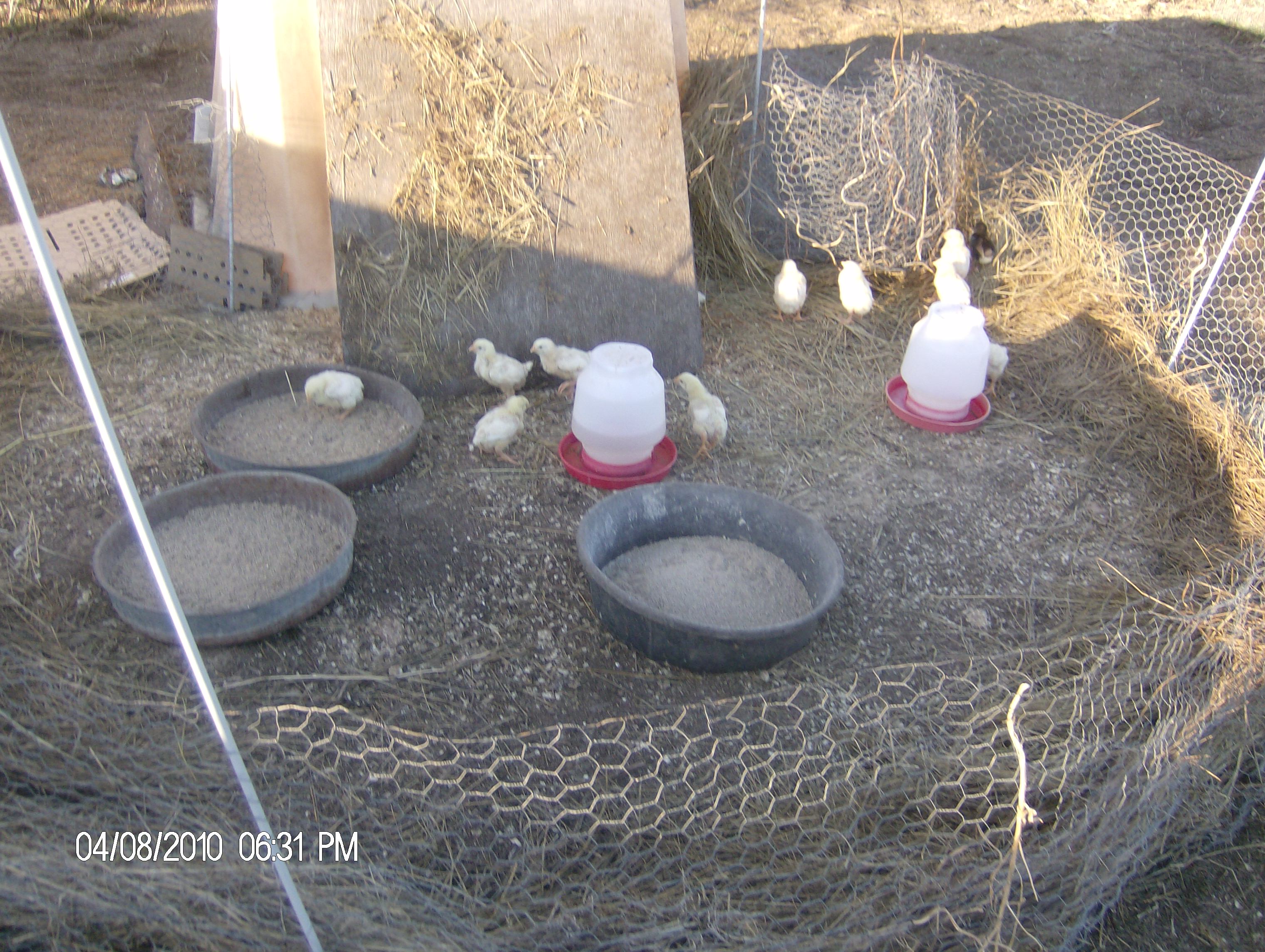 little chicks outside