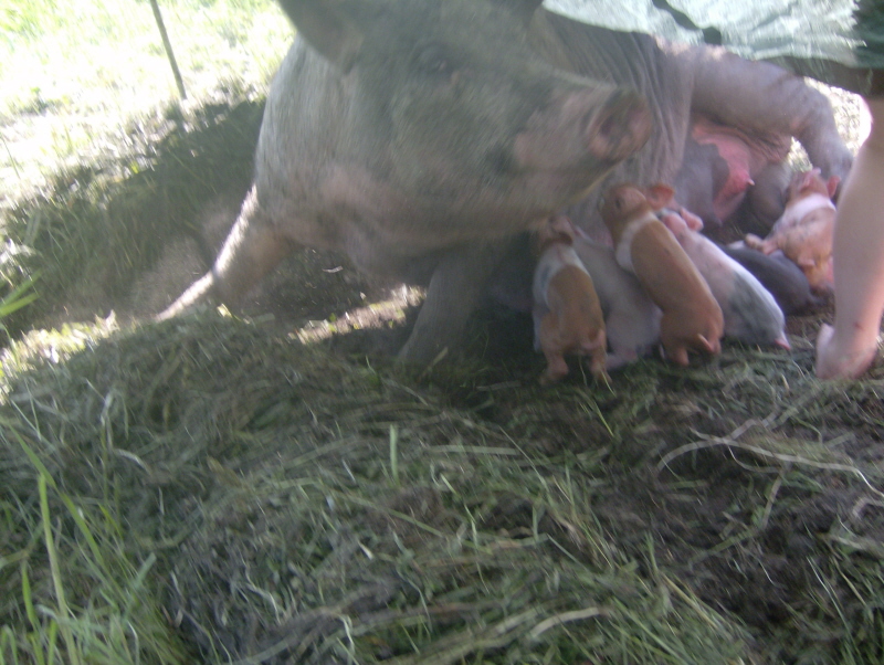 Harmony with litter of piglets in outdoor shelter