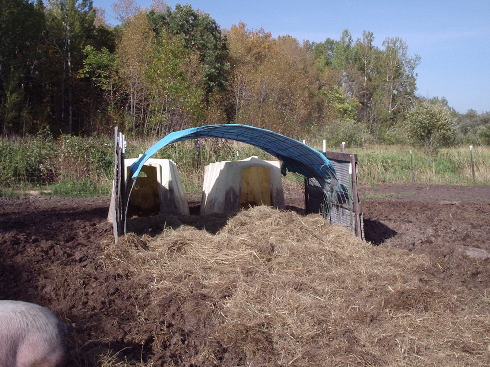 hoophouse in pen when ready to rotate into garden