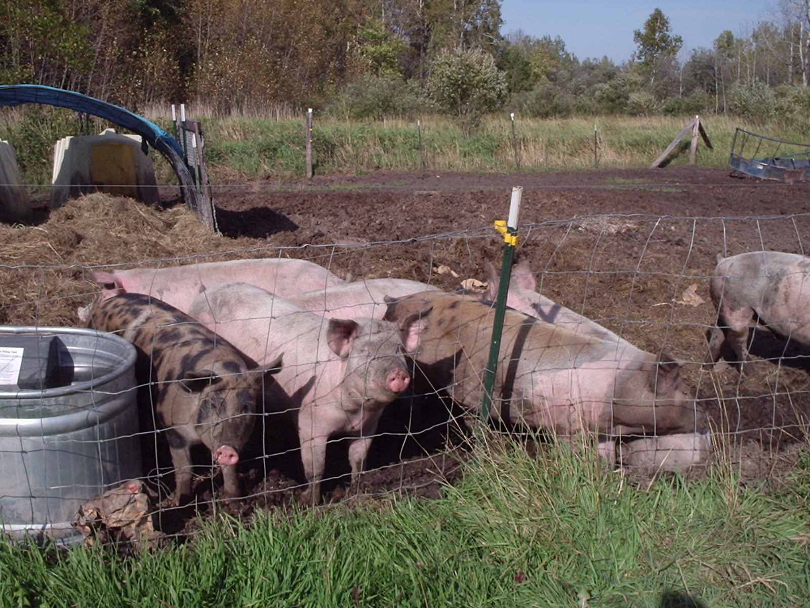 butcher hogs in pen