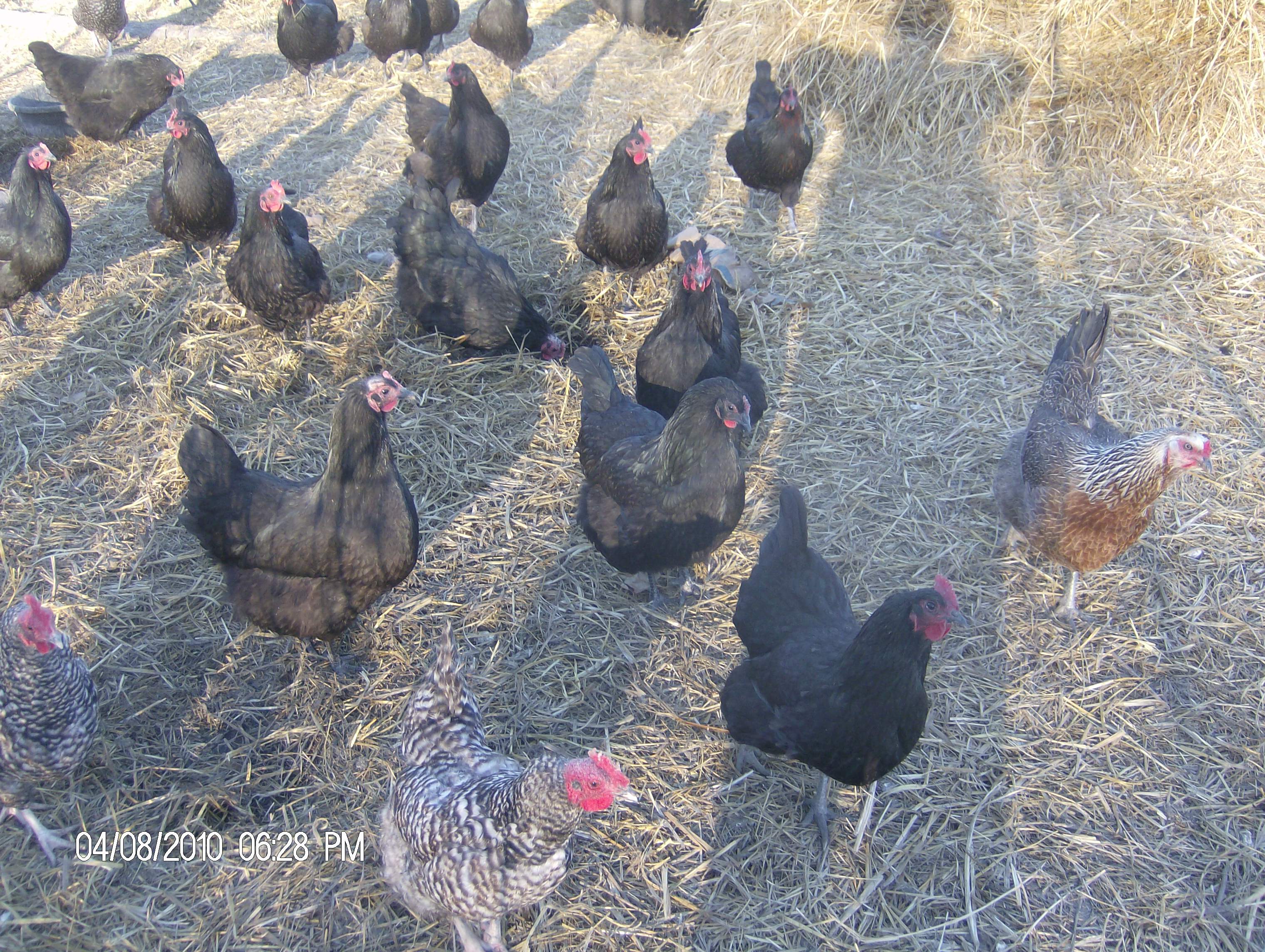 close-up photo of Black Australorp laying hens