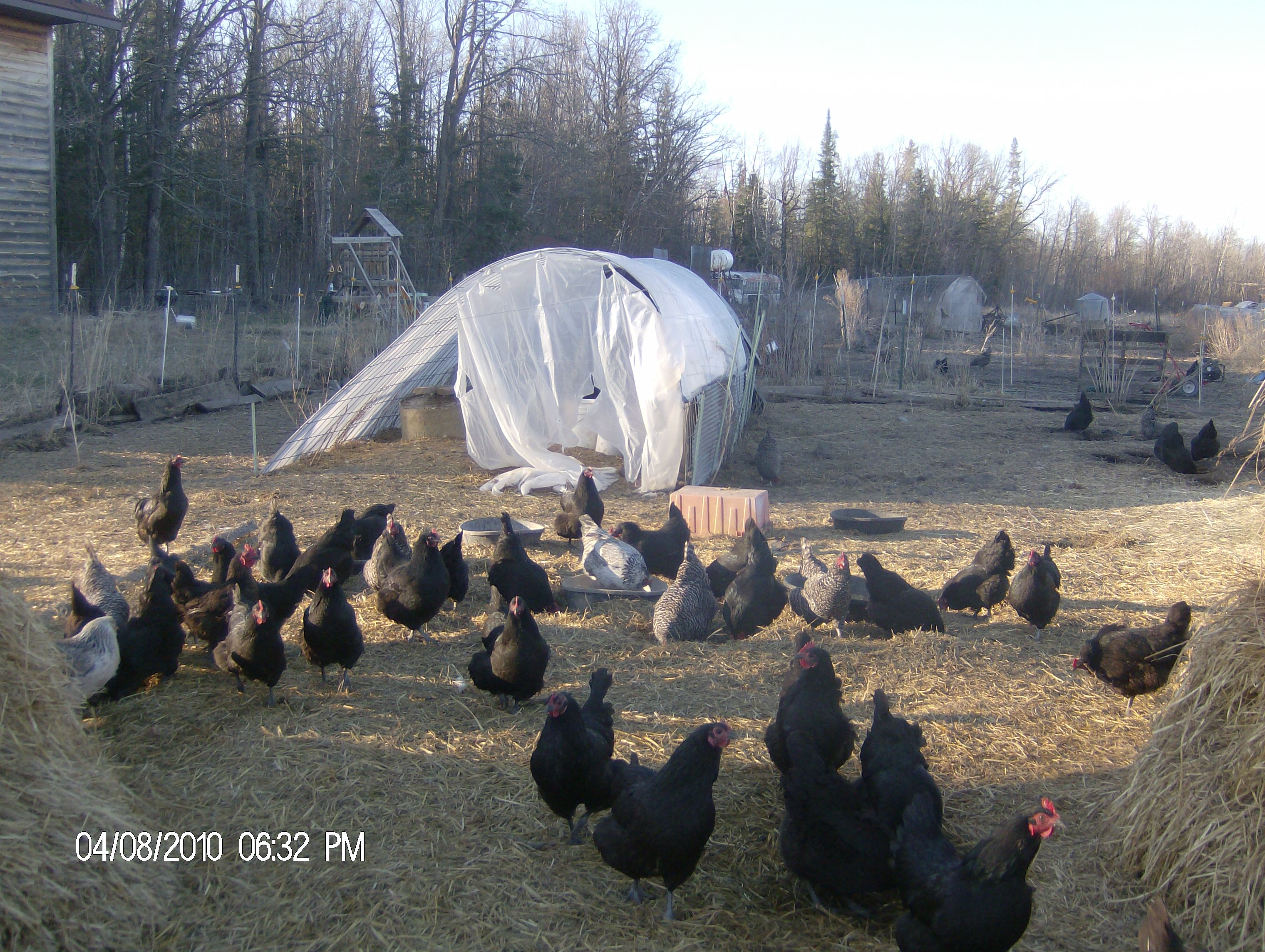 hoop shelter for laying hens
