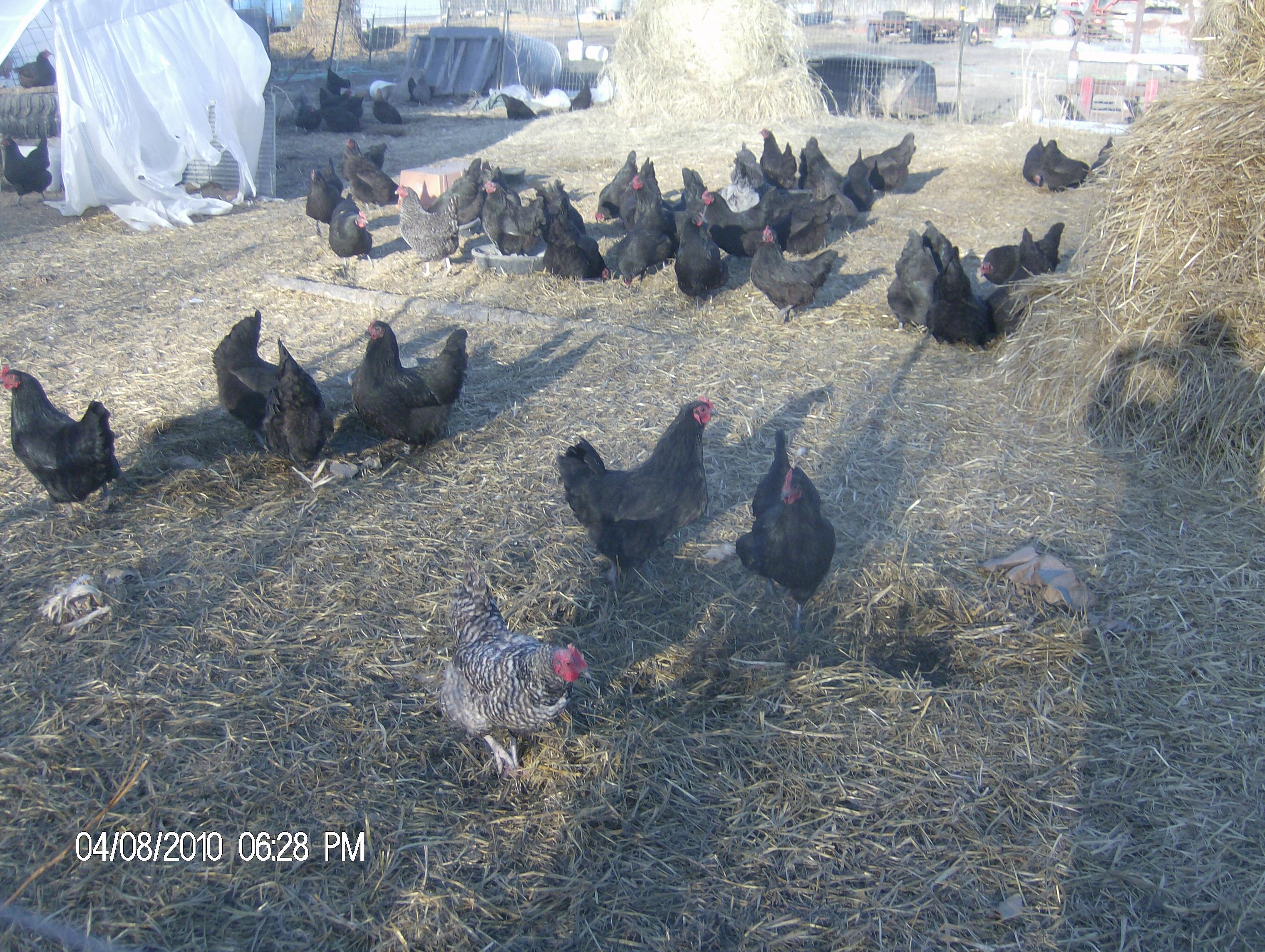 laying hens roaming outside